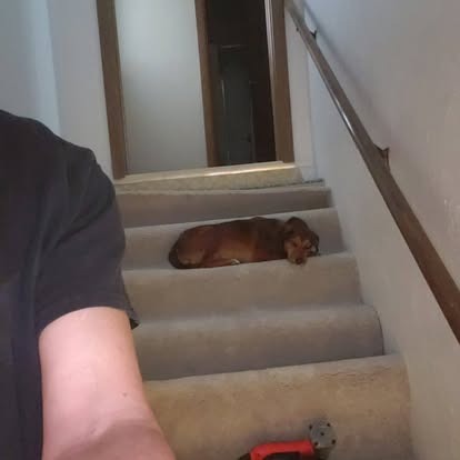 Brown dog sitting on staircase looking up at person's arm in foreground